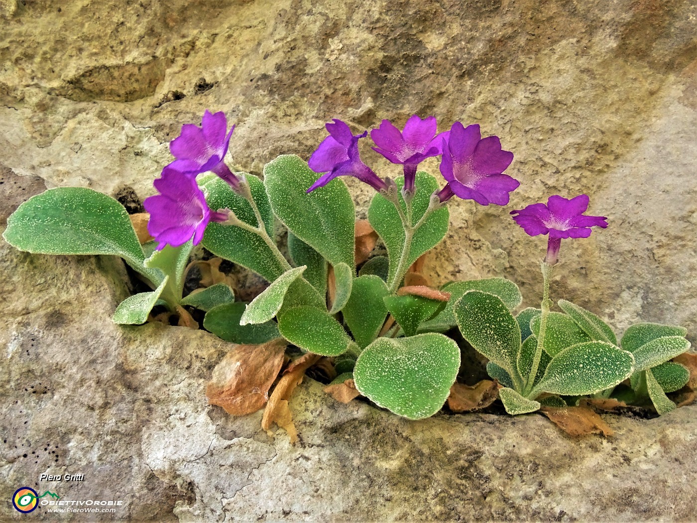 32 Primula Albenensis  (Primula del Monte Alben) nei pressi del Bivacco Plana (1280 m).JPG -                                